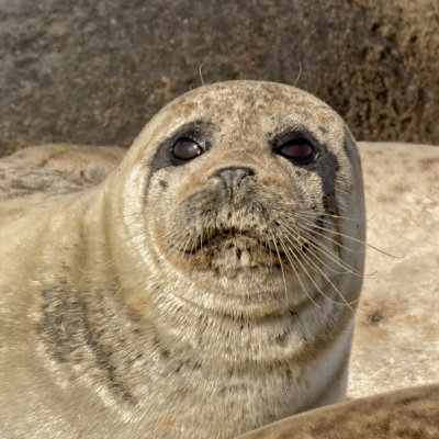standard portrait