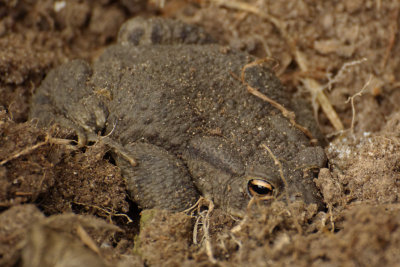 adult toad - bufo bufo