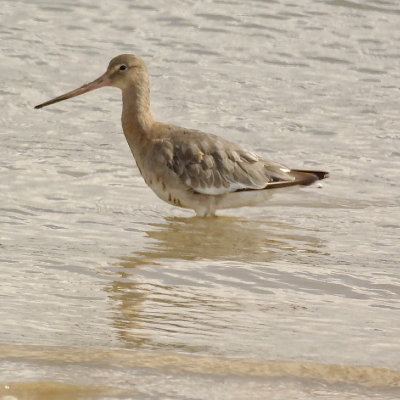 Black-tailed Godwit - Limosa Limosa