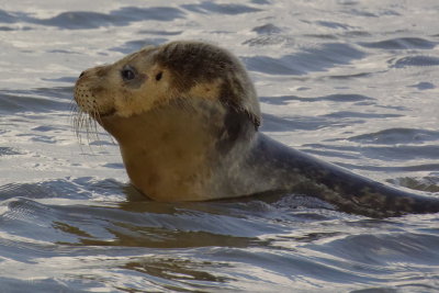 seal at Hemley 'harbour'