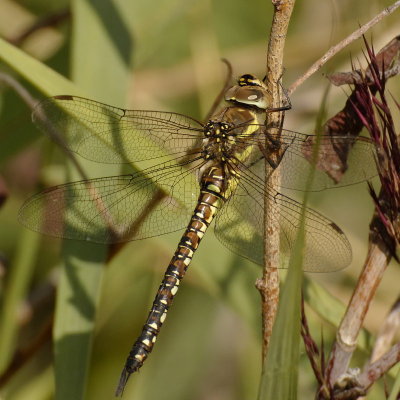 Migrant Hawker (f) - Aeshna Mixta