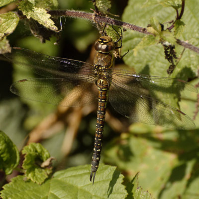 Migrant Hawker (f) - Aeshna Mixta