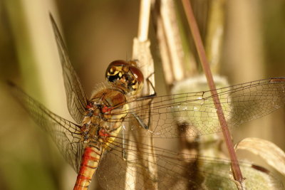 Common darter - Sympetrum Striolatum - detail