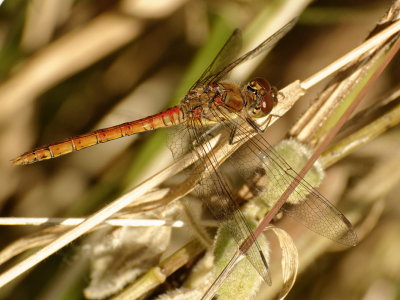 Common darter - Sympetrum Striolatum