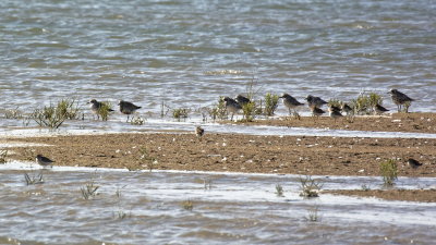 Bird group