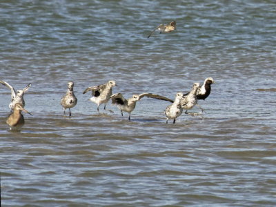 Grey Plover and a Godwit