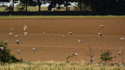 a bunch of curlews coming to join the fun