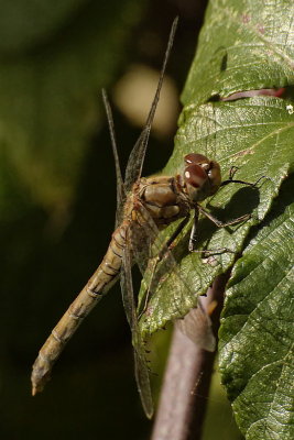 Common darter female - Sympetrum Striolatum