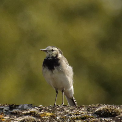 One of our Pied Wagtail family