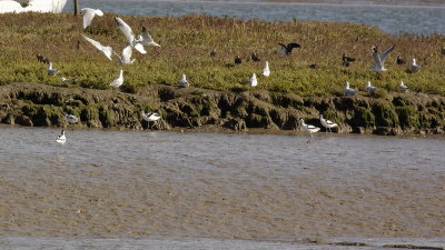 Birdie gathering at Kirton Creek