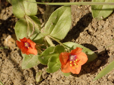 Scarlet Pimpernel - Anagallis arvensis