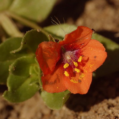 Scarlet Pimpernel - Anagallis arvensis