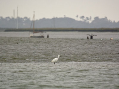 Little Egret with Cormorants and things