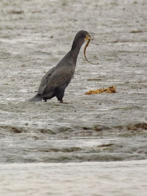Cormorant having trouble with lunch