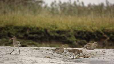 Godwit group supervised by a Curlew