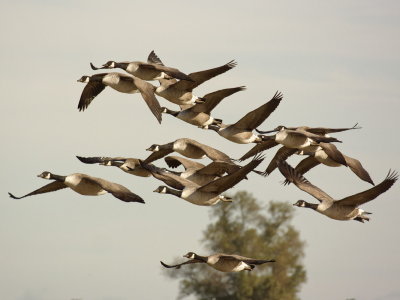 The Canada Geese are back