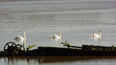 swan creek