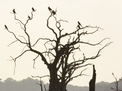 treeful of Cormorants
