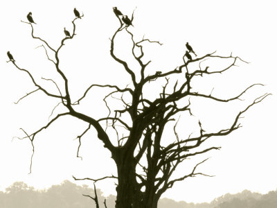 treeful of Cormorants - mono