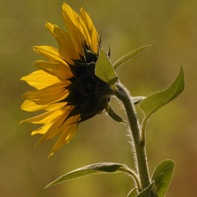 mini-sunflowers