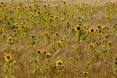 sunflowers and barley