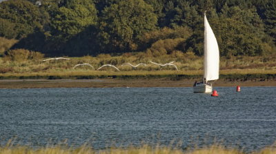 escorted by swans