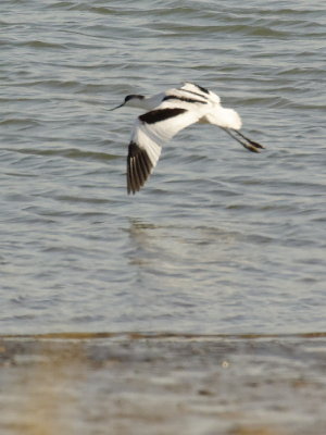 Avocet taking off