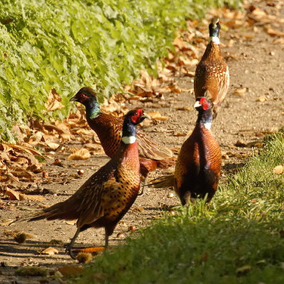 Pheasant's conference