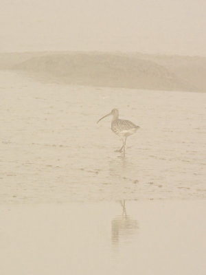 Misty curlew