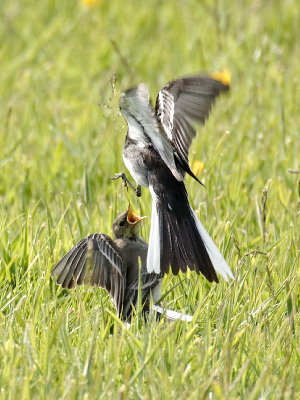 Wagtail feeding young