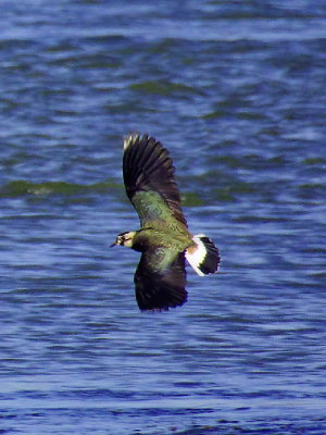 lapwing