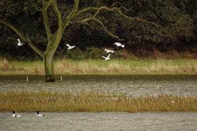mostly Avocets