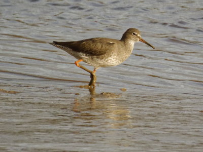 Redshank