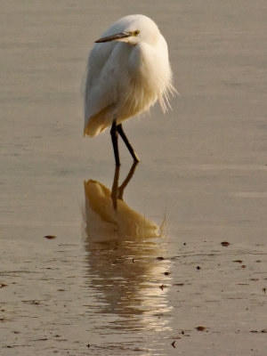 while on silly Egret pics