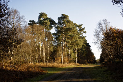 the forest at junction of 2 main tracks