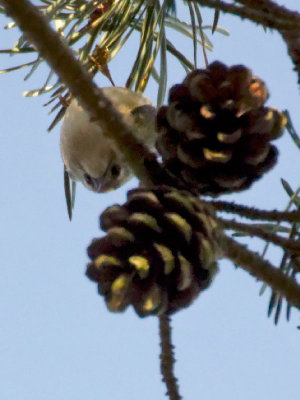 Not quite lone, as there's a Goldcrest up there