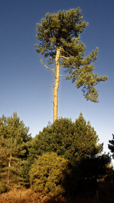 Lone pine...