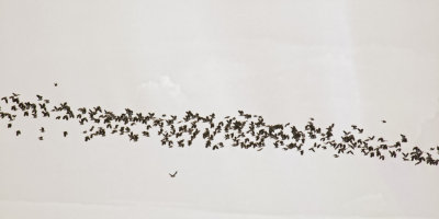 Flight of lapwings