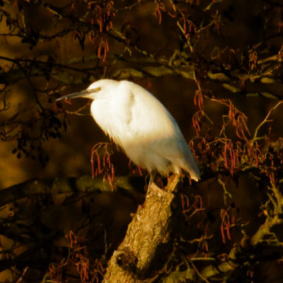 Egret tree climbing