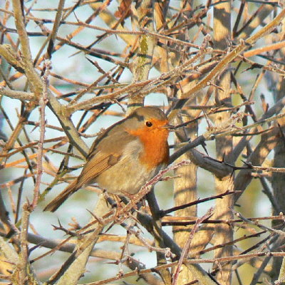 'Our' Robin
