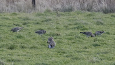 curlews trying to hide from me