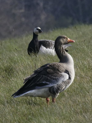 Gaggle of geese