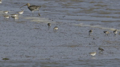 All waders great and small