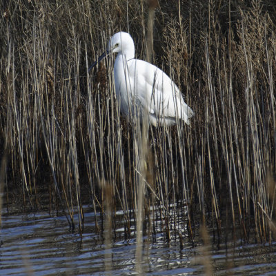 Egret playing hard to get