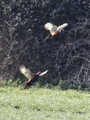Pheasant take off