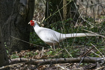 The white pheasant again
