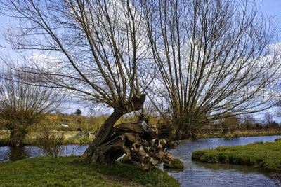 Pollarded willows on the River Stour