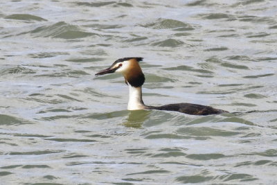 Grebe