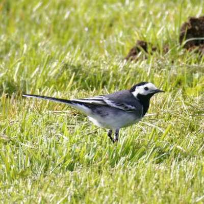 Pied Wagtail - including tail