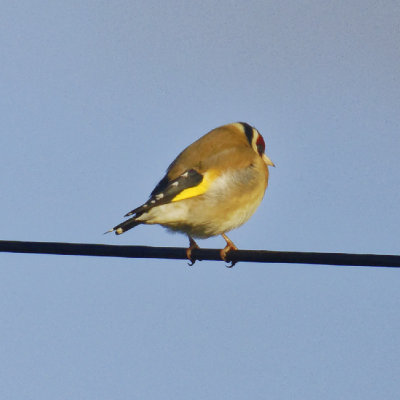 Goldfinch - in the sun